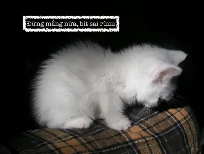 Tổng hợp các mẫu meme xin lỗi hài hước và đáng yêu nhất