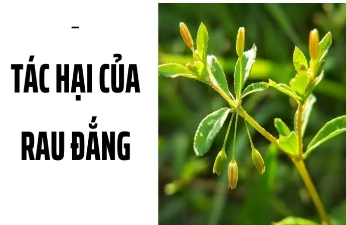 Tác hại của rau đắng khi bạn ăn thường xuyên mỗi ngày