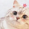 Avatar mèo bựa độc đáo thu hút mọi ánh nhìn