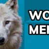 Khám phá thế giới Wolf Meme: Từ Alpha đến những khoảnh khắc hài hước