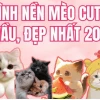 Tổng hợp meme mèo cute làm tan chảy trái tim bạn trong năm 2026