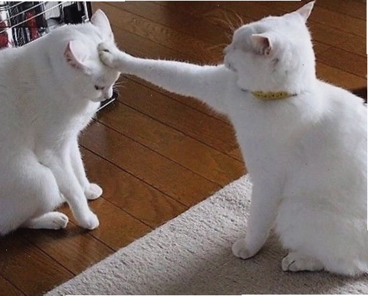Ảnh chế mèo meme với biểu cảm ngơ ngác