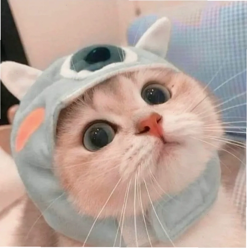 Ảnh đại diện động vật ngộ nghĩnh làm avatar xàm