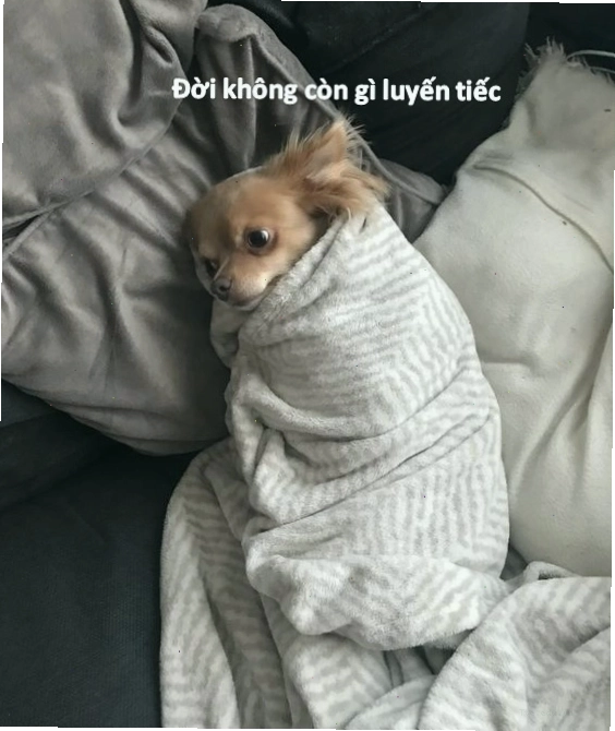 Ảnh meme chó bất lực với ánh mắt cầu khẩn