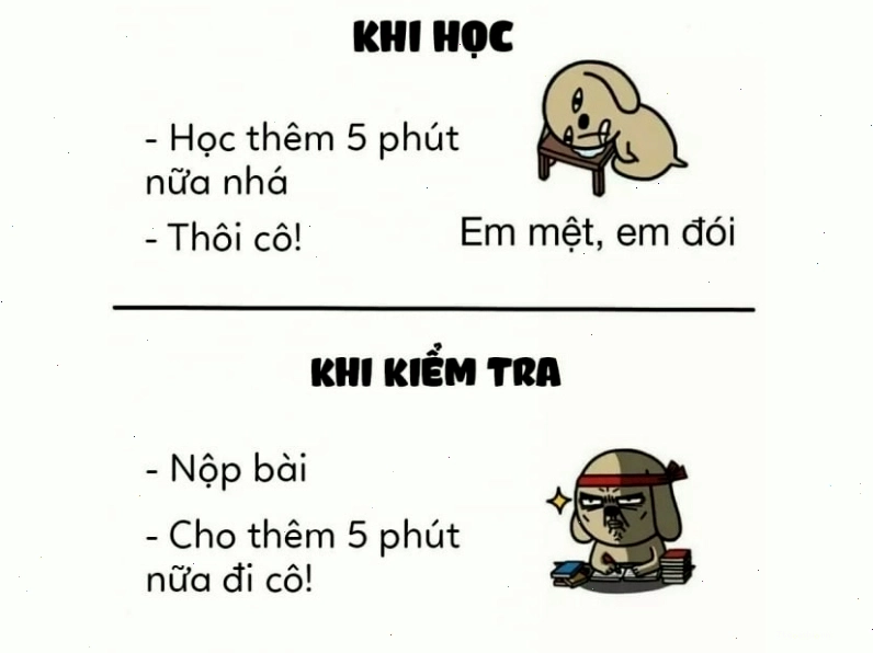 Avatar meme mèo thể hiện sự khác biệt giữa học và kiểm tra