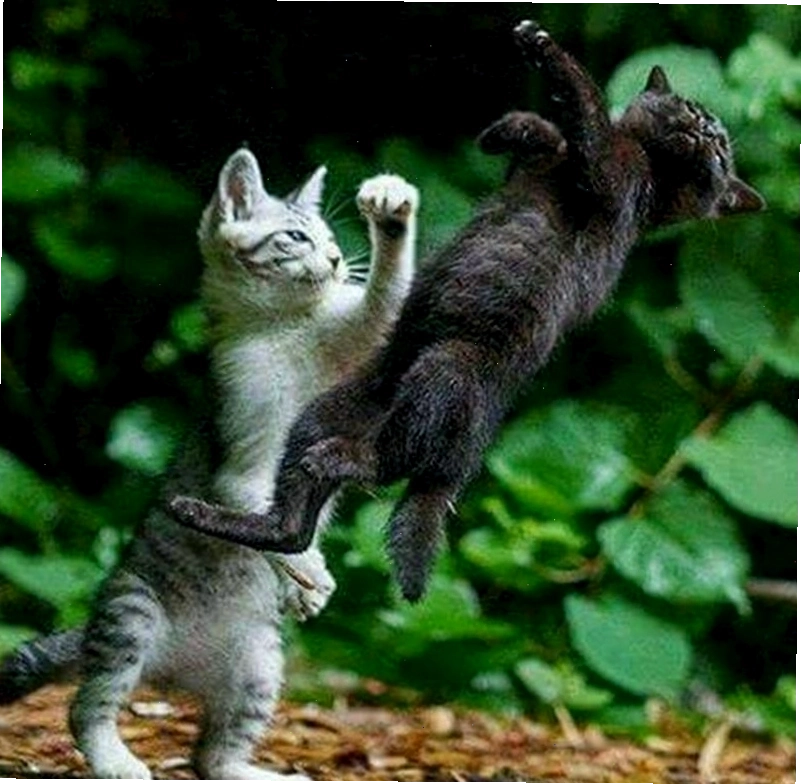 Biểu cảm hài hước của động vật trong các meme đánh nhau