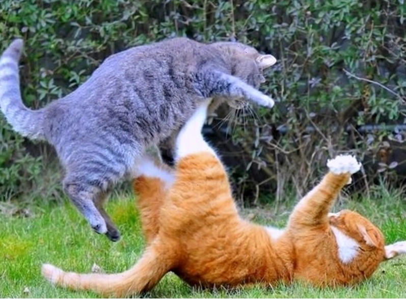 Các tình huống "dở khóc dở cười" trong meme đánh nhau