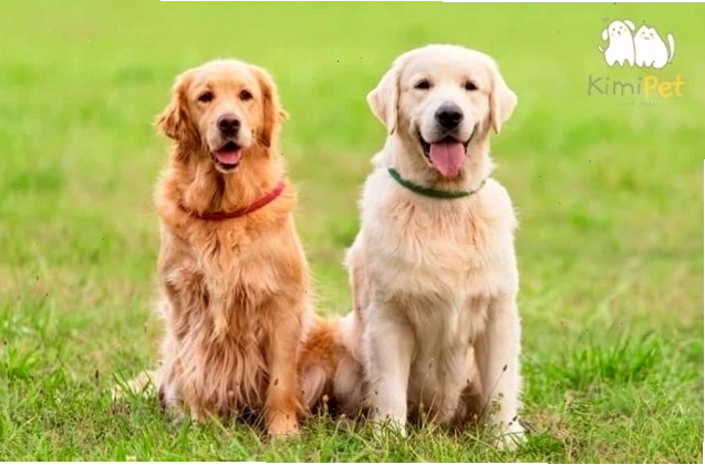 Cận cảnh bộ lông dài và óng mượt của chó Golden thuần chủng