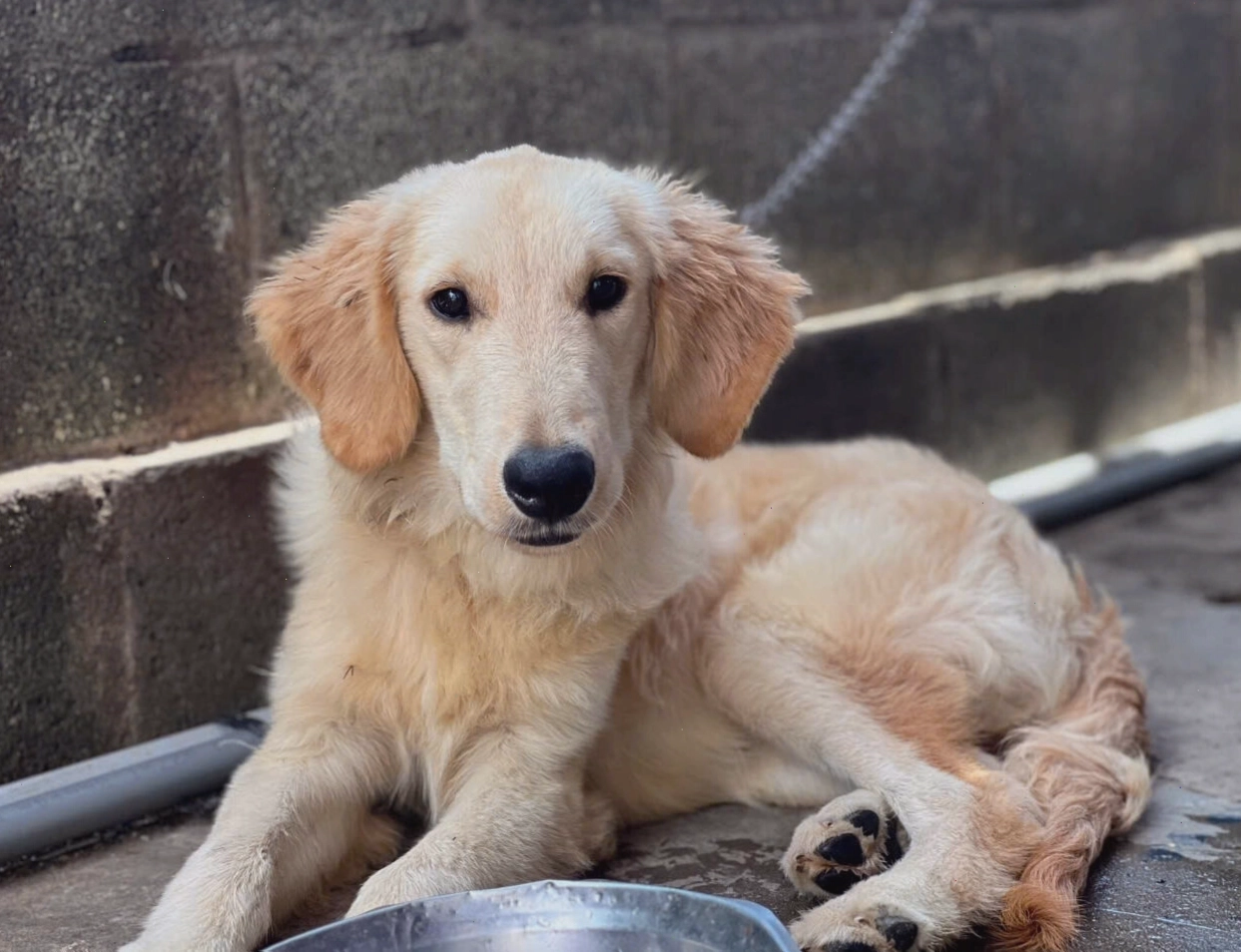 Chó Golden con với biểu cảm đáng yêu tại trại giống