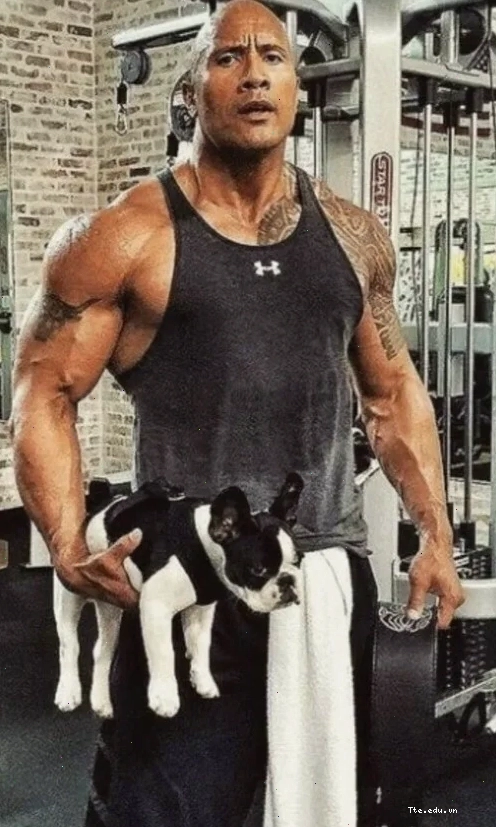 Dwayne Johnson meme