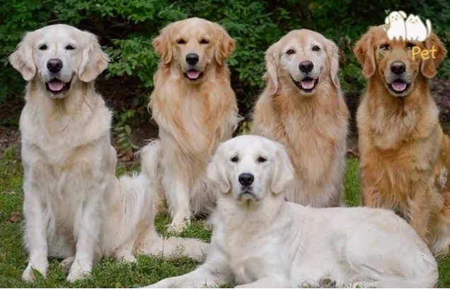 Hình ảnh chó Golden Retriever thuần chủng với vẻ ngoài hiền lành thông minh