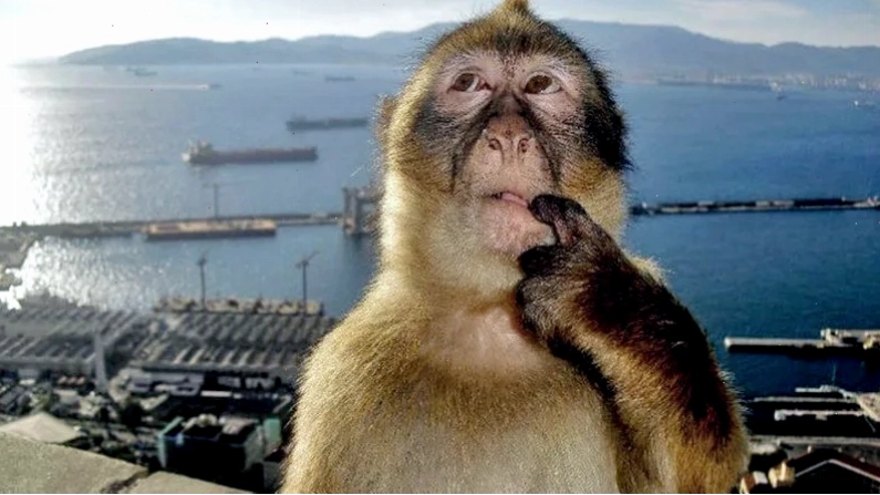 Hình ảnh chú khỉ đang suy tư với ngón tay đặt lên miệng, biểu tượng của meme Monkey Thinking