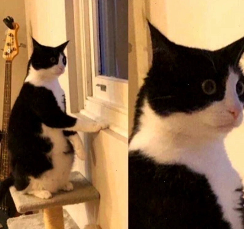 Meme chú chó biểu cảm ngạc nhiên