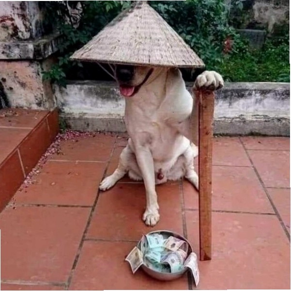 Meme chú chó đội nón ăn xin với biểu cảm hài hước