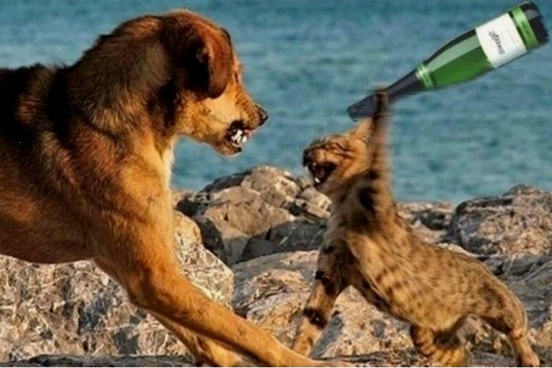 Meme đánh nhau hình động vật thể hiện nhiều cung bậc cảm xúc