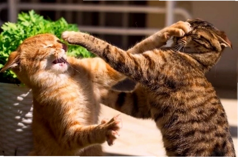Meme đánh nhau hình động vật thể hiện sự giận dỗi đáng yêu