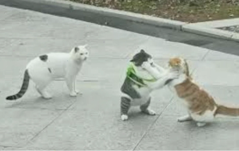 Meme đánh nhau với các nhân vật hoạt hình ngộ nghĩnh