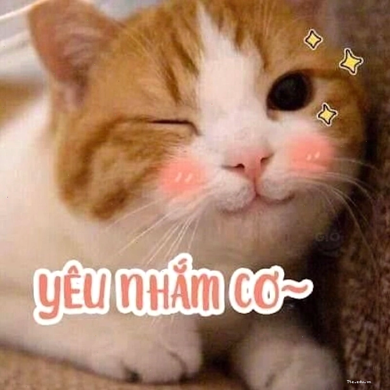 Meme động vật thể hiện sự quan tâm