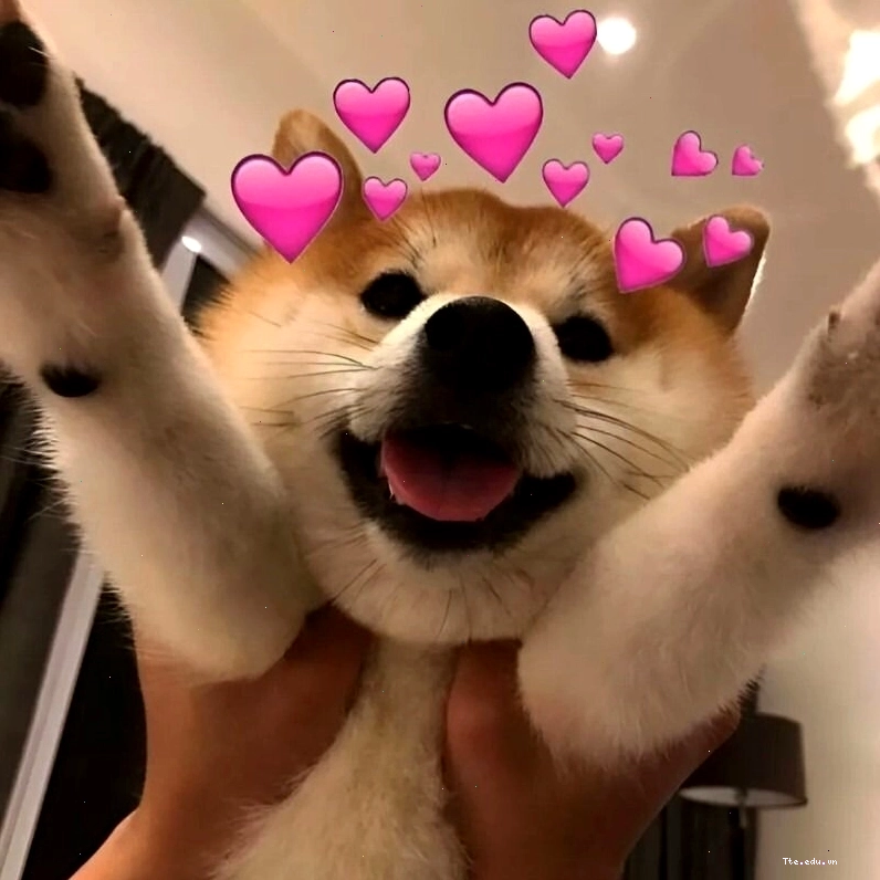 Meme động vật thể hiện tình yêu