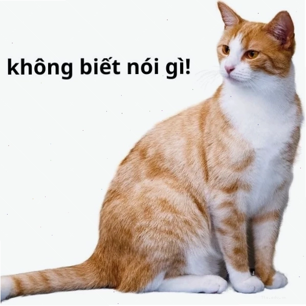 Meme không biết nói gì, cạn lời