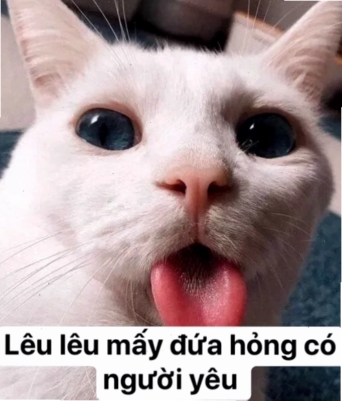 Meme mèo lè lưỡi siêu hài hước