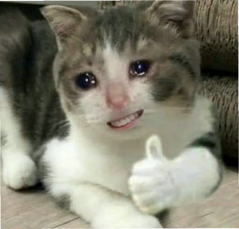 Meme mèo ok đẹp với nhiều biểu cảm