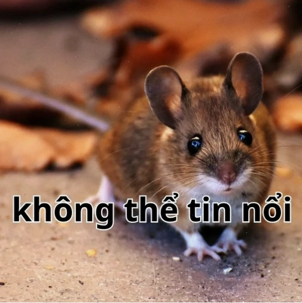 Meme thật không thể tin nổi, bất ngờ