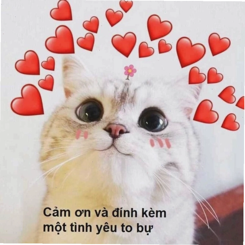 Meme tình yêu dễ thương từ động vật