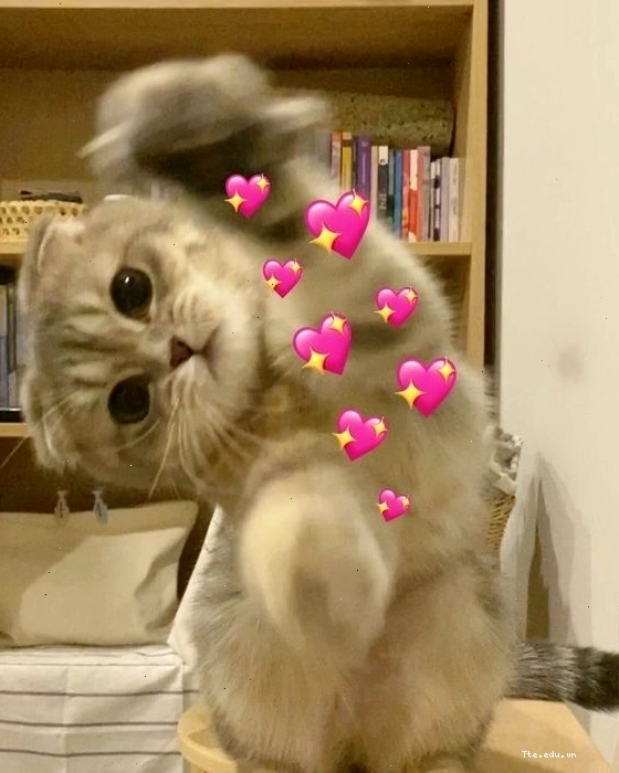 Mèo meme đang chơi đùa
