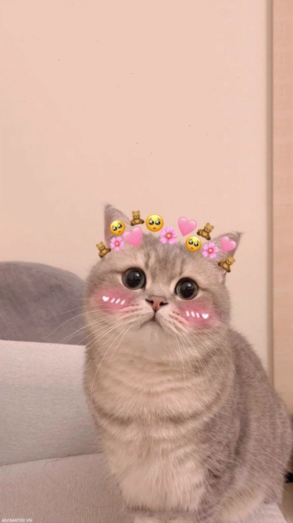 Mèo meme dễ thương đang ngủ