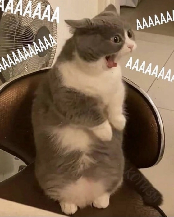 Mèo meme giận dỗi
