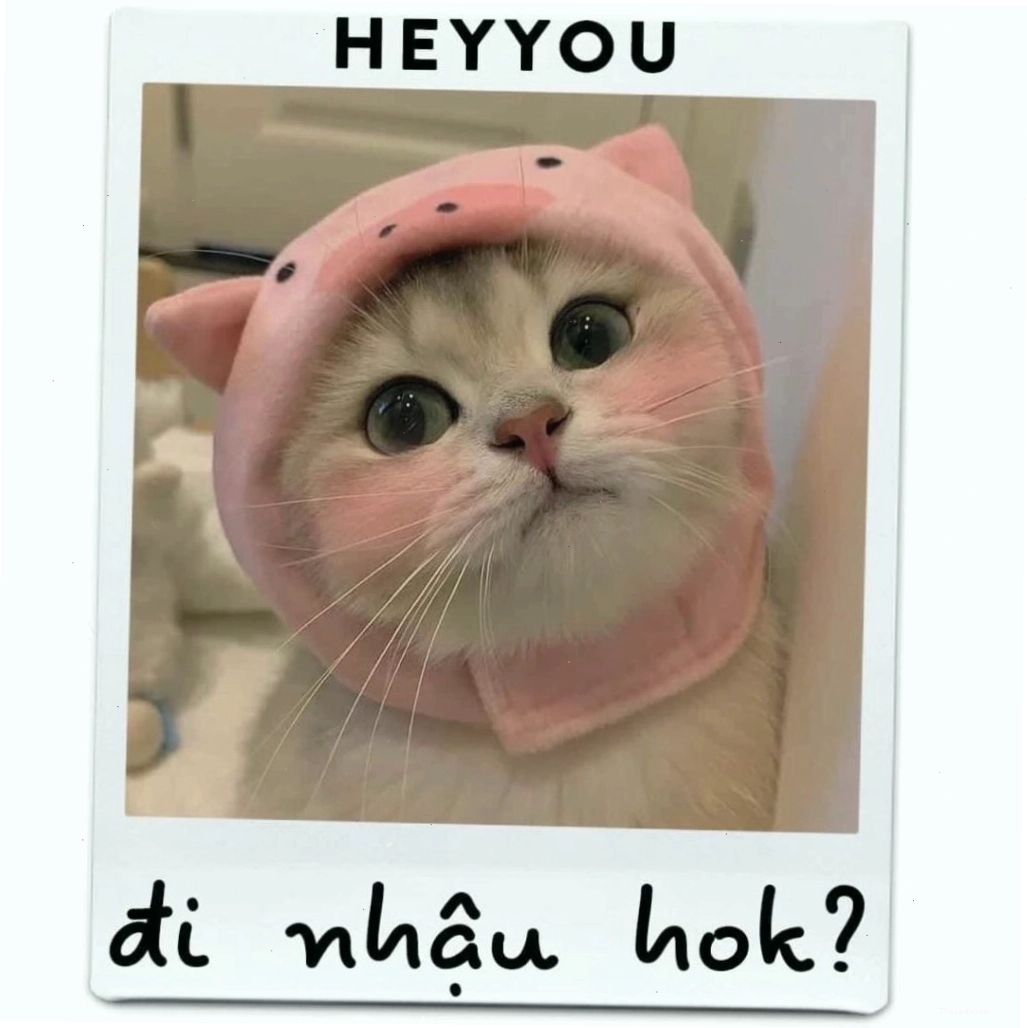 Mèo meme với biểu cảm đáng yêu