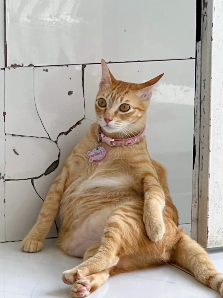 Mèo meme với biểu cảm láu lỉnh
