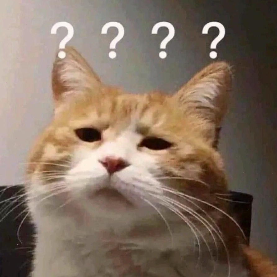 Mèo meme với biểu cảm ngơ ngác