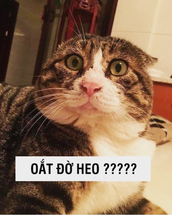 Mèo meme với biểu cảm sợ hãi