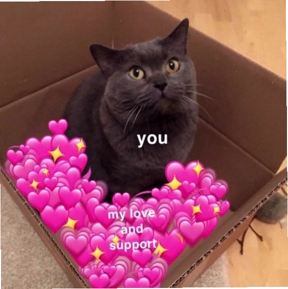 Mèo meme với bộ lông trắng muốt