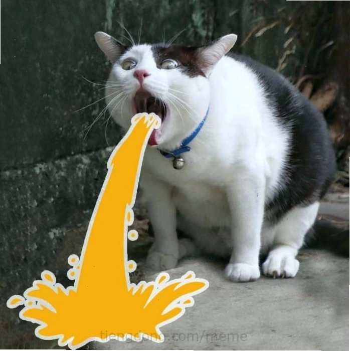 Mèo meme với vẻ mặt bất mãn