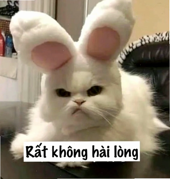 Mèo meme với vẻ mặt khó chịu