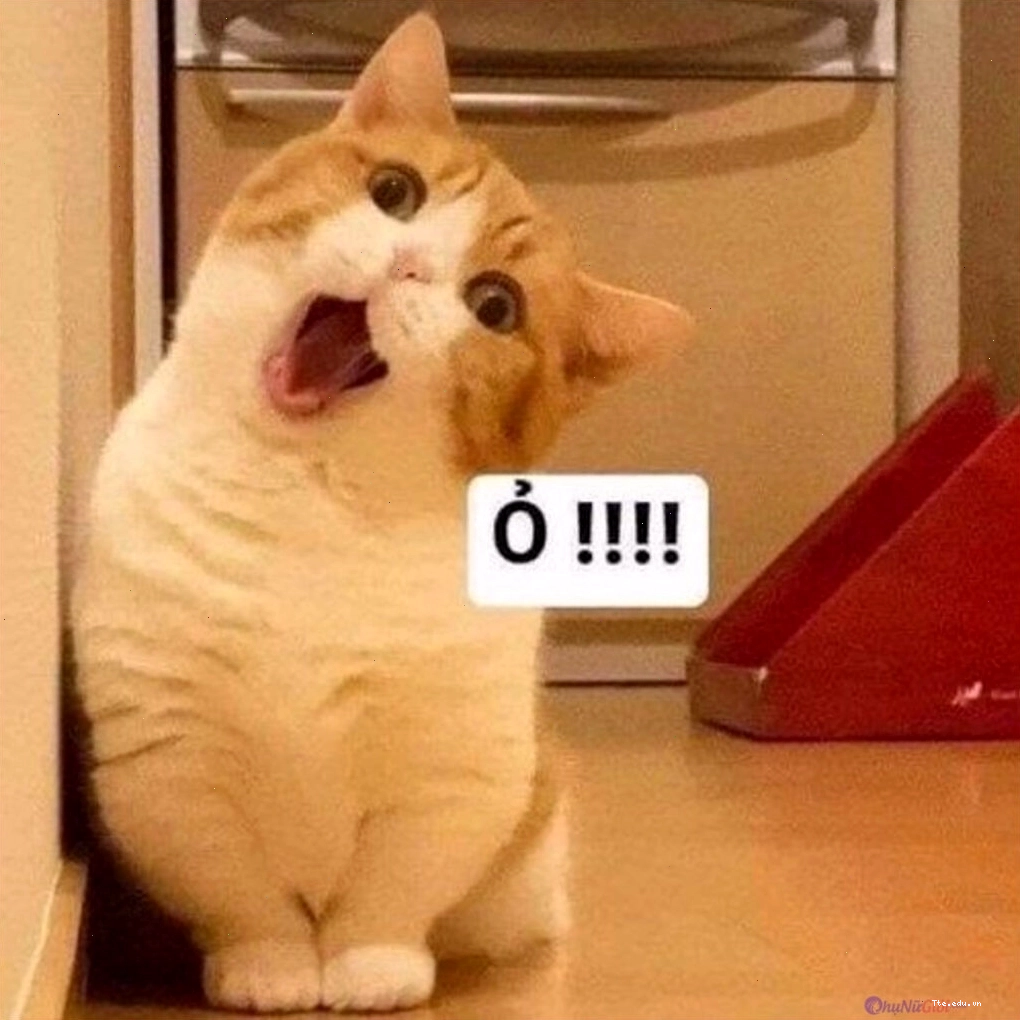 Mèo meme với vẻ mặt nghiêm túc
