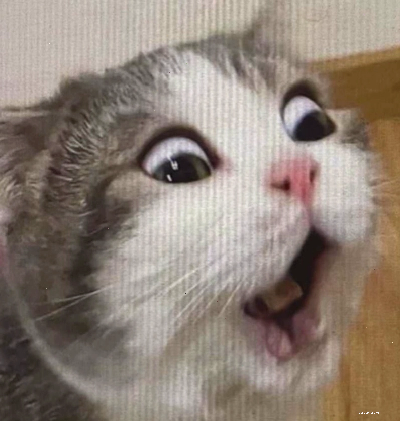Mèo ngạc nhiên meme