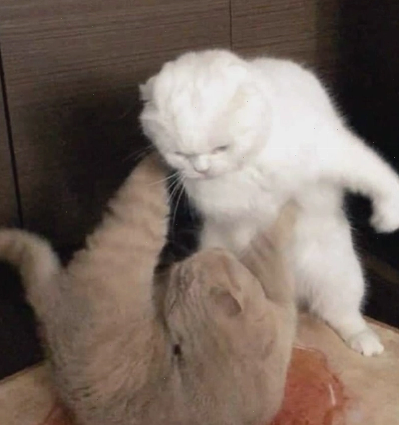 Thông tin về meme đánh nhau và các tình huống sử dụng