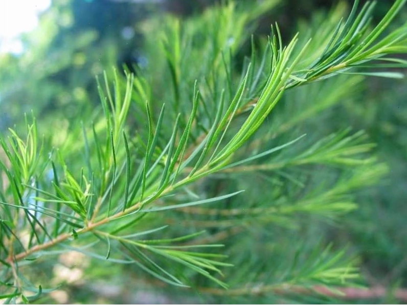 Tinh chất tràm trà (Tea tree) giúp trị mụn viêm hiệu quả
