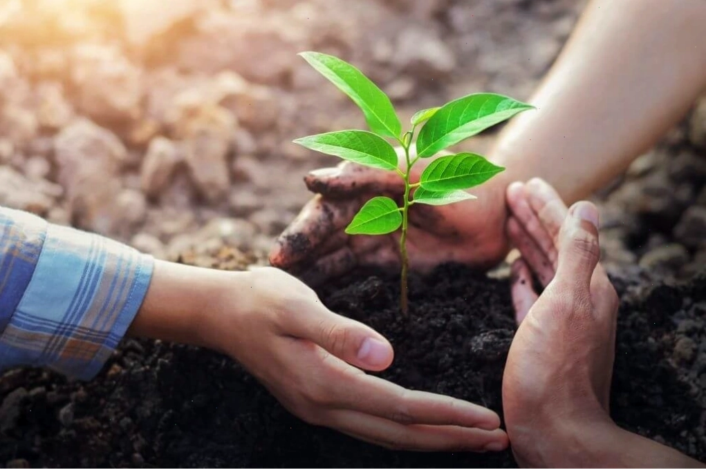 Trồng cây xanh giúp hấp thụ CO2 và cải thiện môi trường