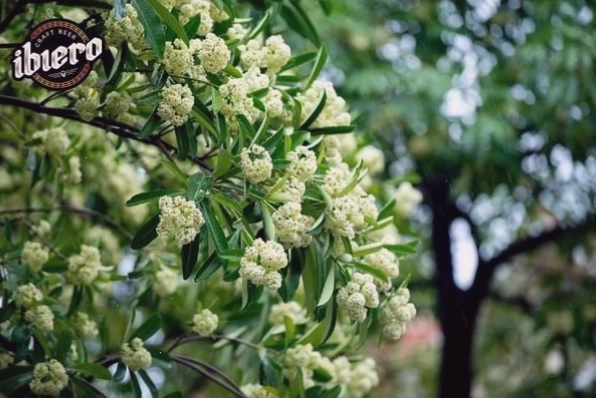 Những chùm hoa sữa trắng tinh khôi nở rộ trên phố