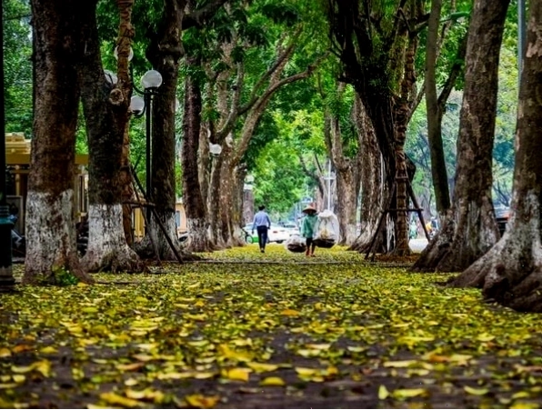 Những con đường rợp bóng cây với thảm lá vàng rơi
