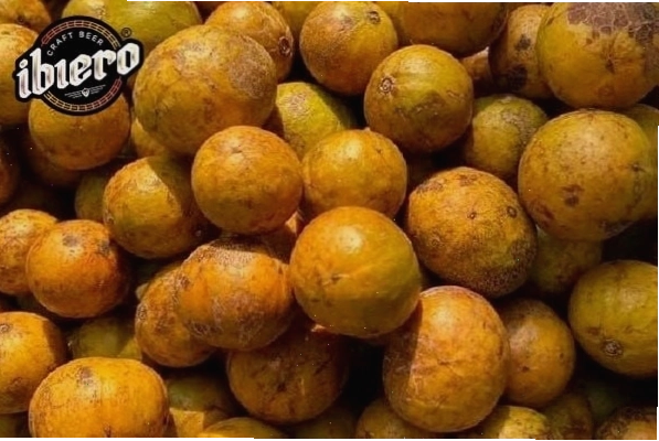 Những quả sấu chín vàng mọng nước đầy hấp dẫn