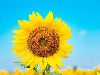 Ảnh hoa đẹp tự nhiên, duyên dáng, khiến ai cũng mê mẩn