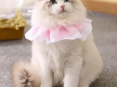 Loạt meme mèo cười bể bụng, xu hướng hot nhất trên mạng
