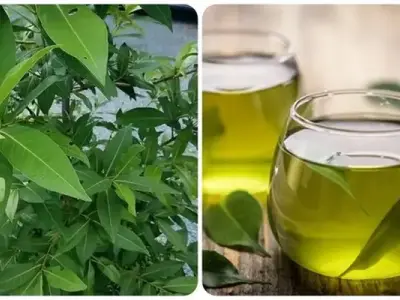 Tác hại lá vối bạn cần biết để bảo vệ sức khỏe hàng ngày