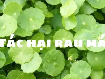 Tác hại rau má bạn cần biết để sử dụng an toàn cho sức khỏe